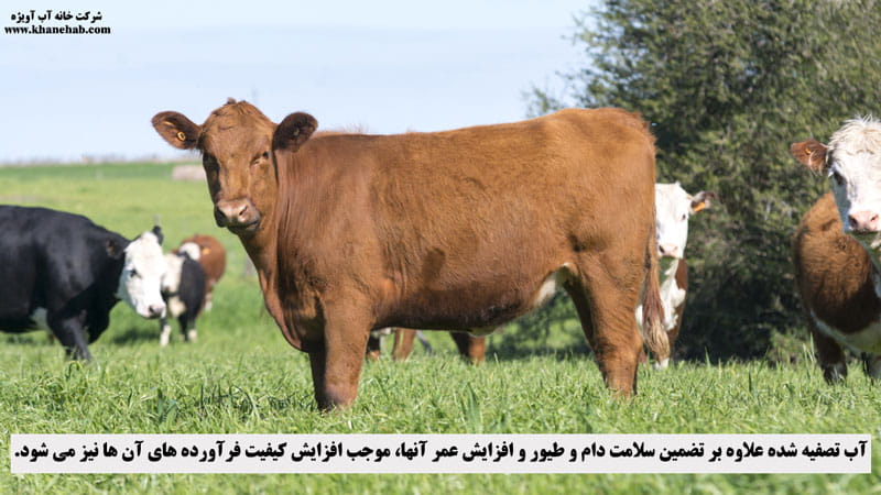 تصفیه آب گاوداری
